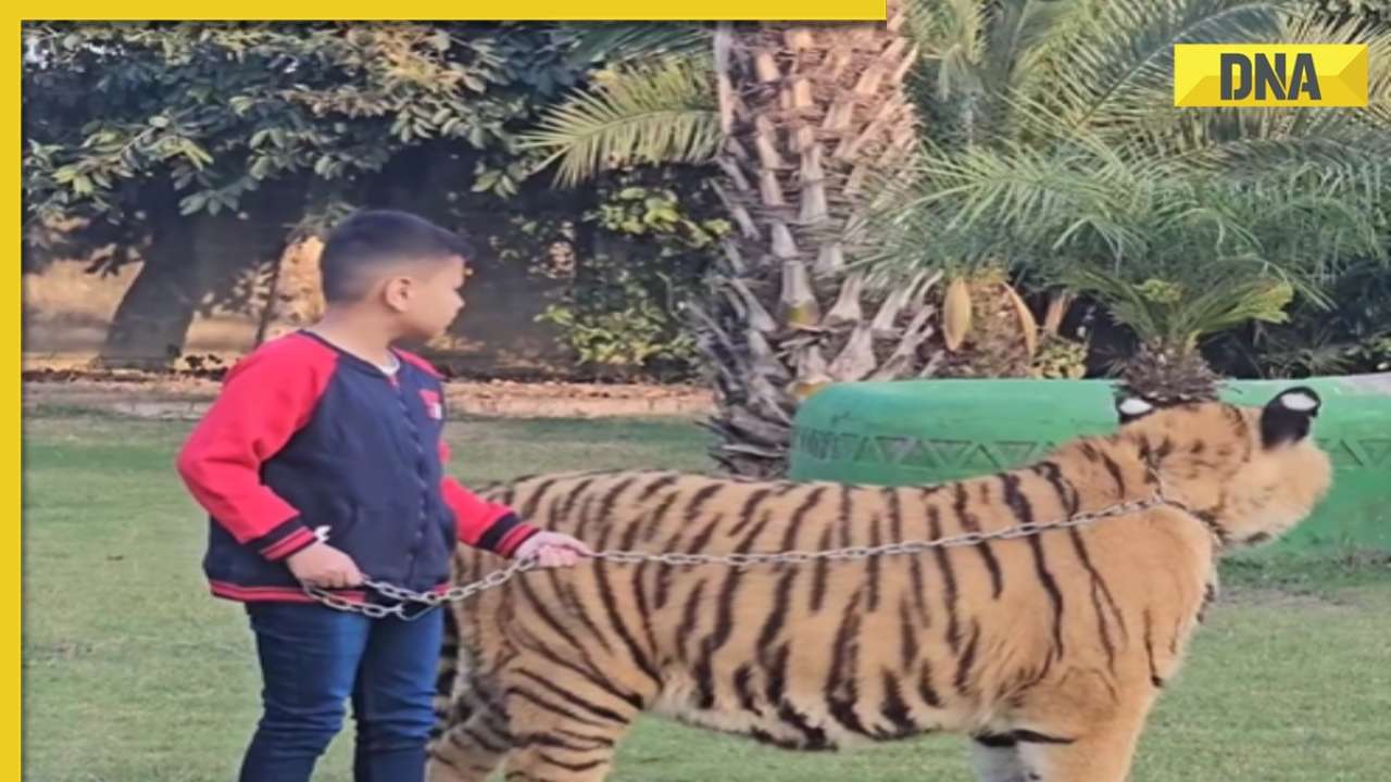 Viral video: Pakistani boy takes tiger on a walk, netizens react, watch