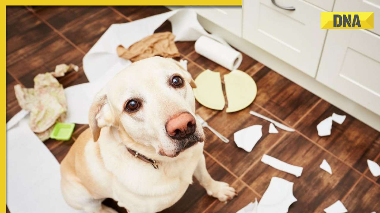 Dog devours Rs 3.32 lakh, here's what owners did to salvage the money