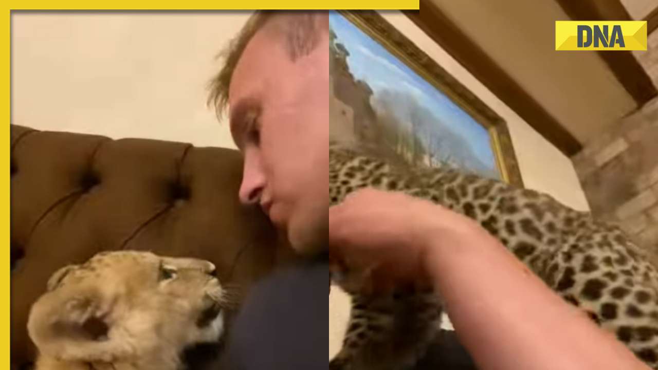 Man cuddles with lion and leopard cub, viral video makes internet furious