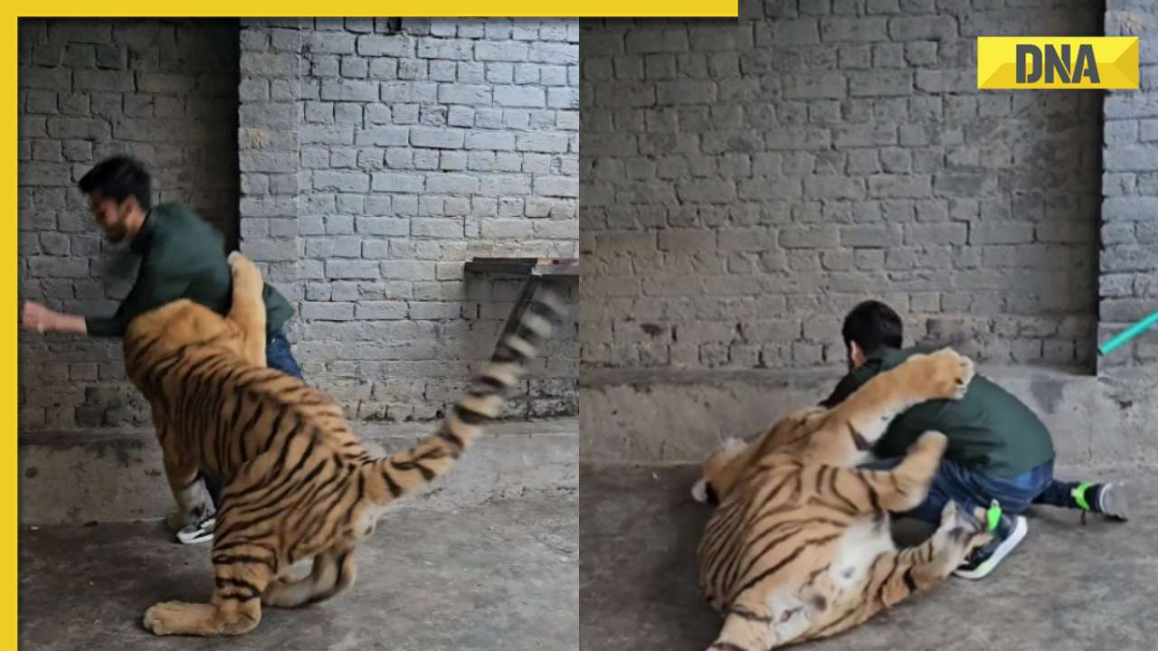 Viral video: Terrifying encounter as man narrowly escapes attack from massive tiger, watch