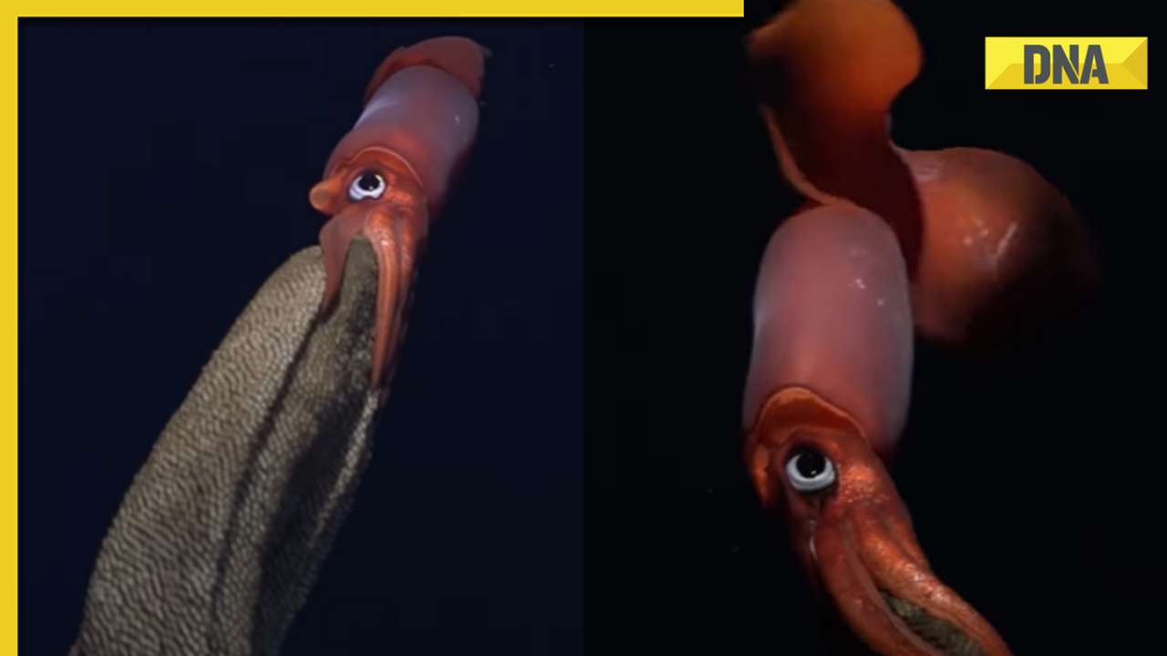 Incredible footage reveals black-eyed squid carrying thousands of eggs on its arms, watch