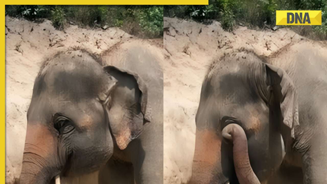 Ever seen an elephant rubbing its eye? this viral video will make you smile