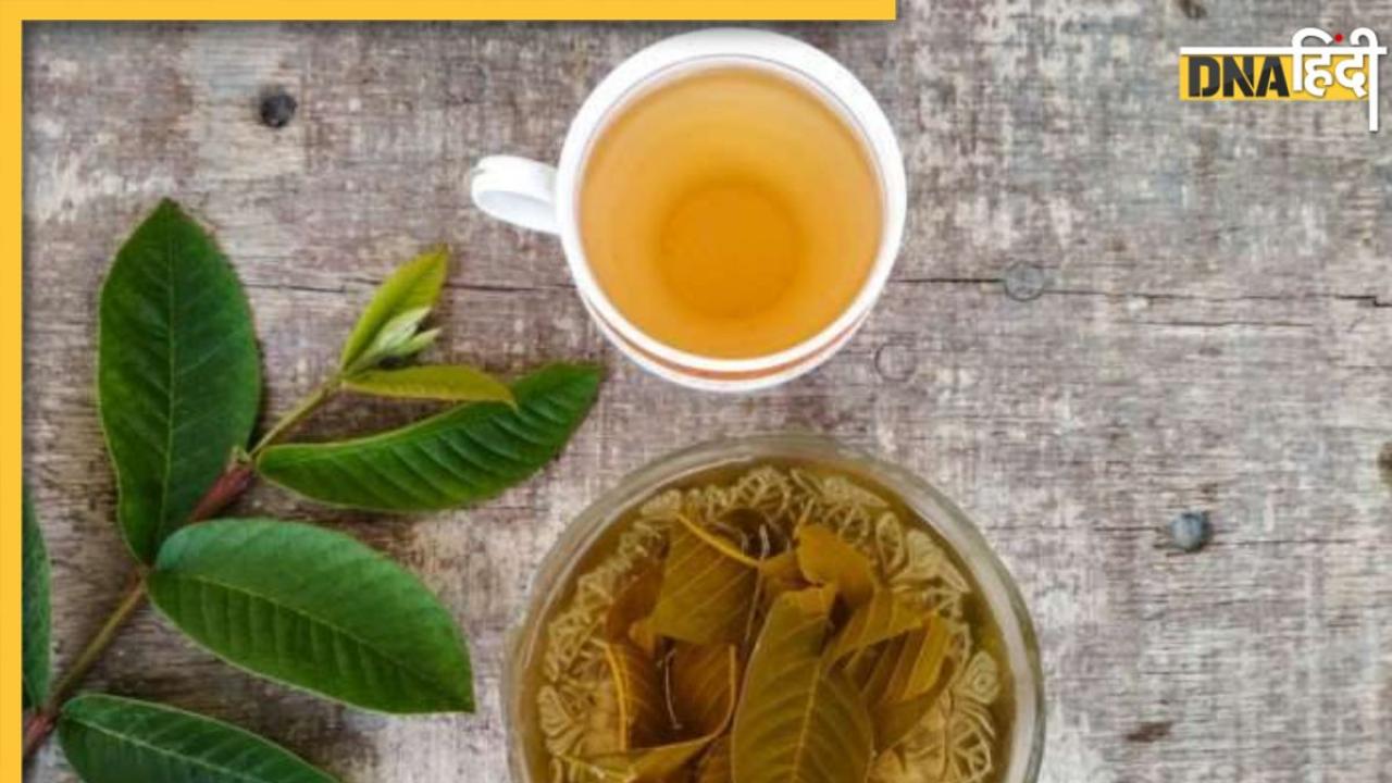 Guava Leaf Tea: कोलेस्ट्रॉल से डायबिटीज तक, अमरूद की पत्तियों से बनी चाय से दूर होते हैं ये 5 रोग, जानें रेसिपी