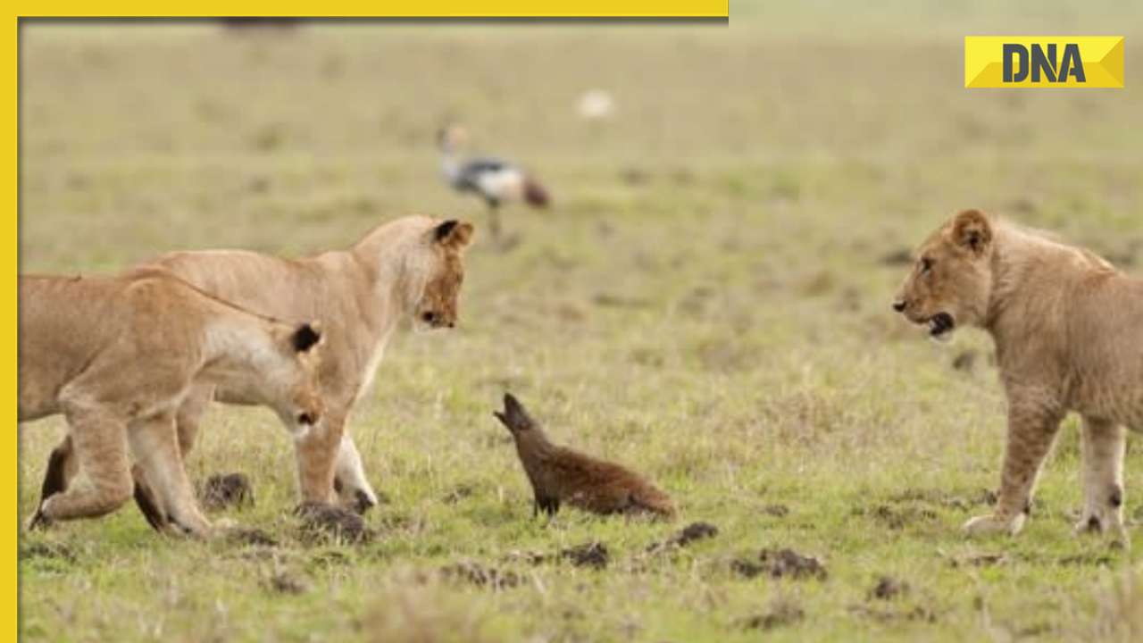 Fearless mongoose stands tall against lion pack in viral video, internet is stunned