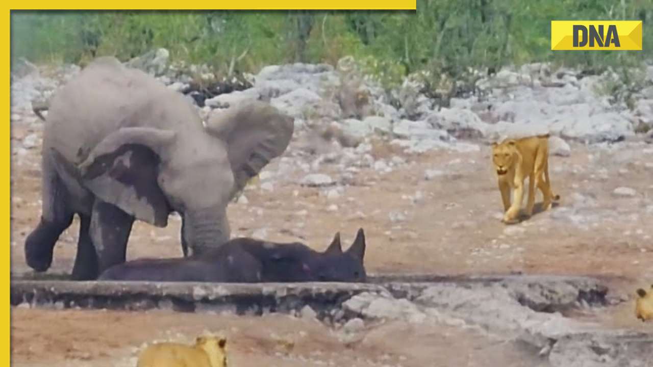  Elephants rescue rhino from lions' clutches, viral video shocks internet