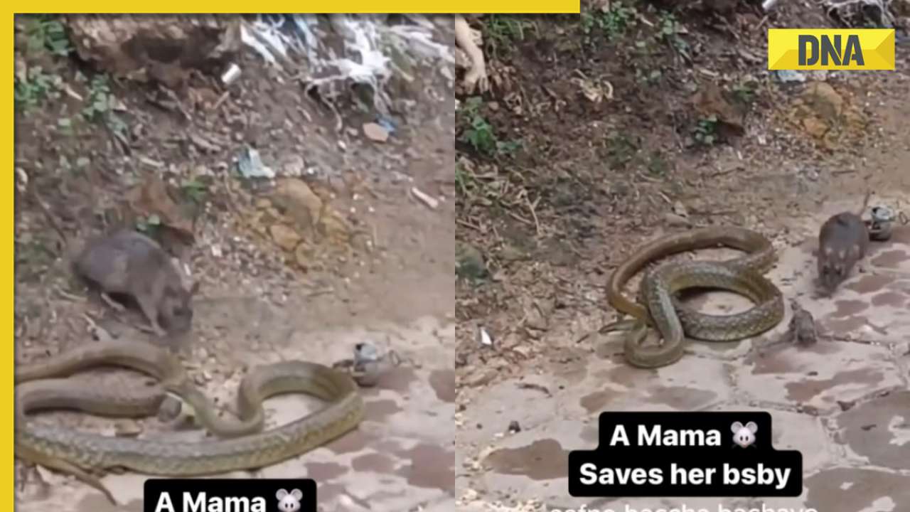 Brave mother rat fights deadly cobra to protect her baby, video goes viral
