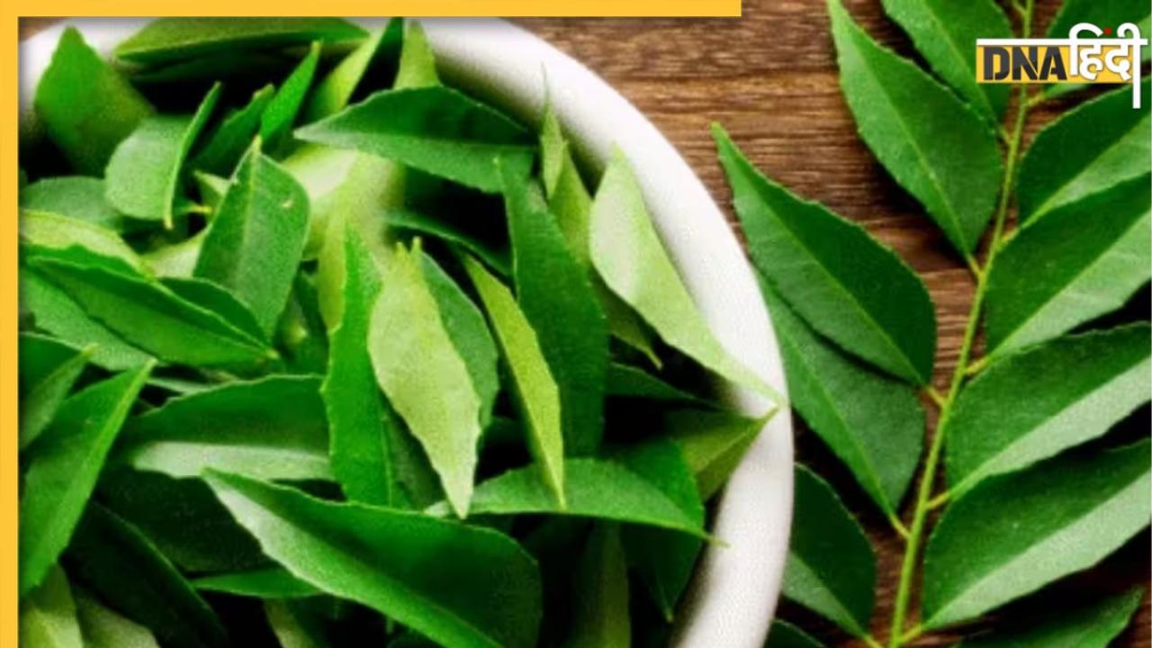 Curry Leaves Benefits: मॉर्निंग सिकनेस से खराब पाचन तक, रोज खाली पेट करी पत्तियां चबाने से दूर रहेंगी ये बीमारियां