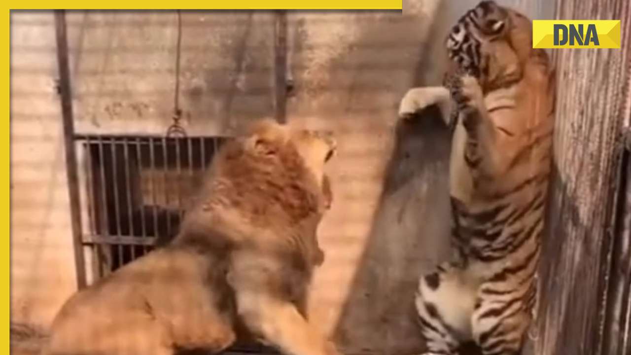 Epic showdown: Viral video captures intense battle between tiger and lion, watch who wins
