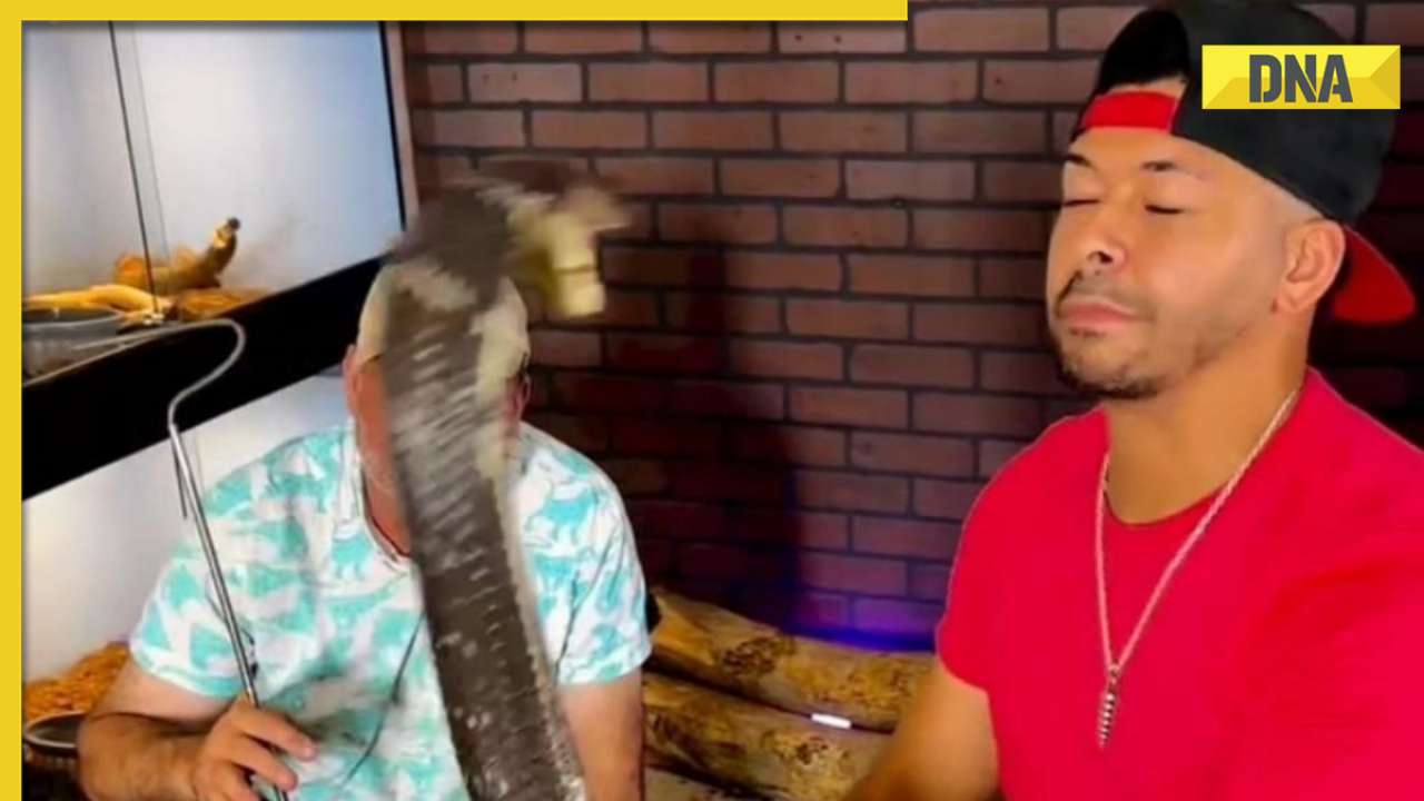 Man narrowly escapes massive king cobra's fearsome attack in viral video, watch