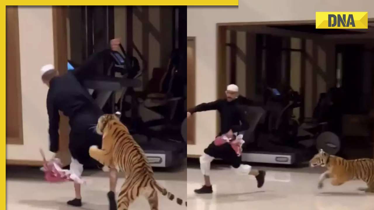 Pet tiger chases owner in luxurious UAE home, viral video stuns internet