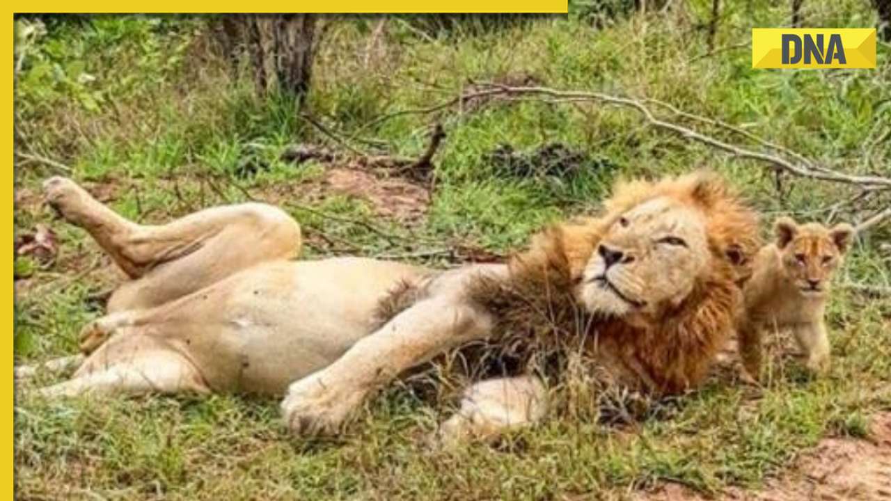 Viral video: Adorable lion cub's surprise ambush on sleeping dad delights internet