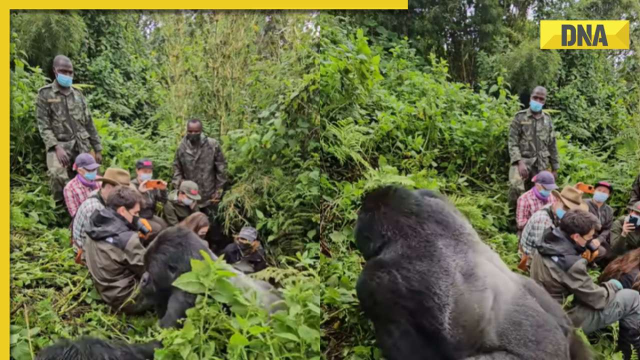 Viral video: Gorilla's terrifying proximity to jungle-exploring tourists stuns internet, watch