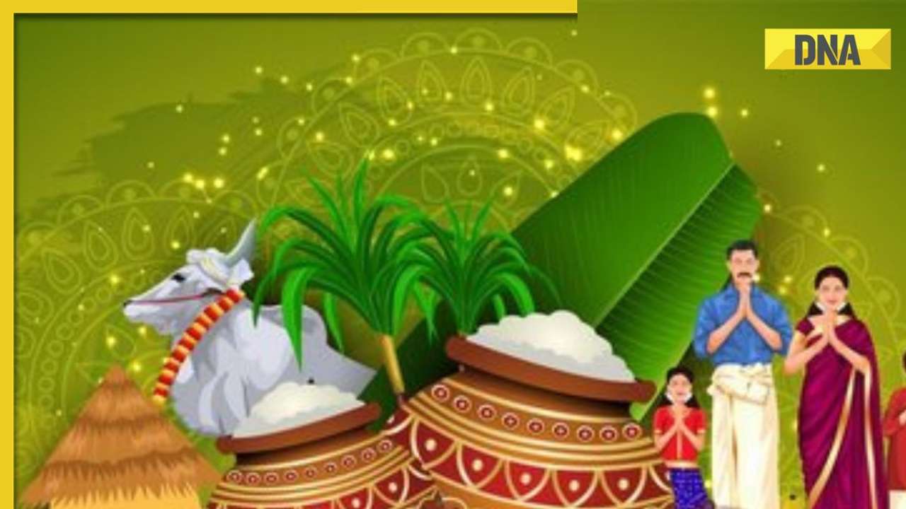Pongal 2024: Is Pongal on January 14 or 15? Know date, time, rituals, significance of this auspicious festival
