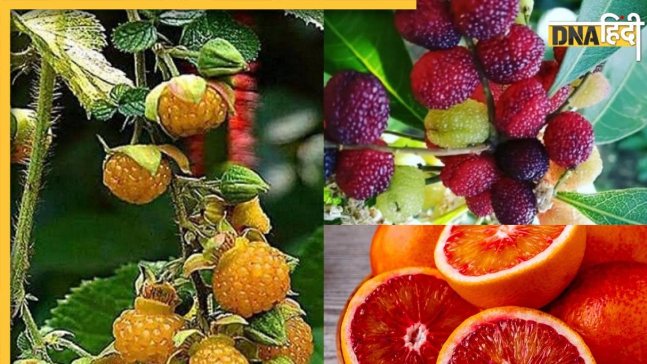 Healthy Fruits: काफल से घिंघारू तक, सेहत के लिए वरदान हैं ये 5 पहाड़ी फल, इन रोगो में दवा का करते हैं काम