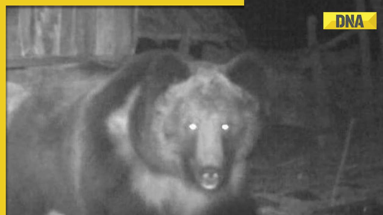 Rare Tibetan brown bear spotted in Sikkim, viral pic captivates internet