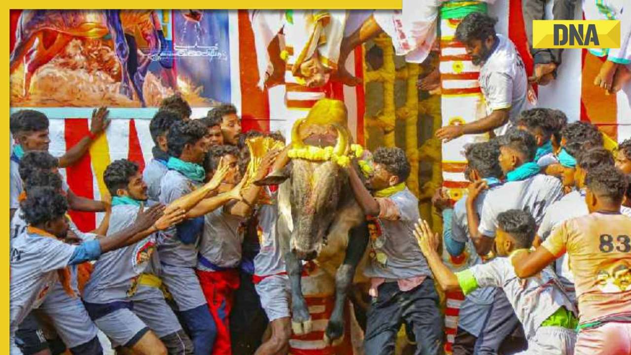 Tamil Nadu: Two persons killed at bull taming Jallikattu event in Sivaganga