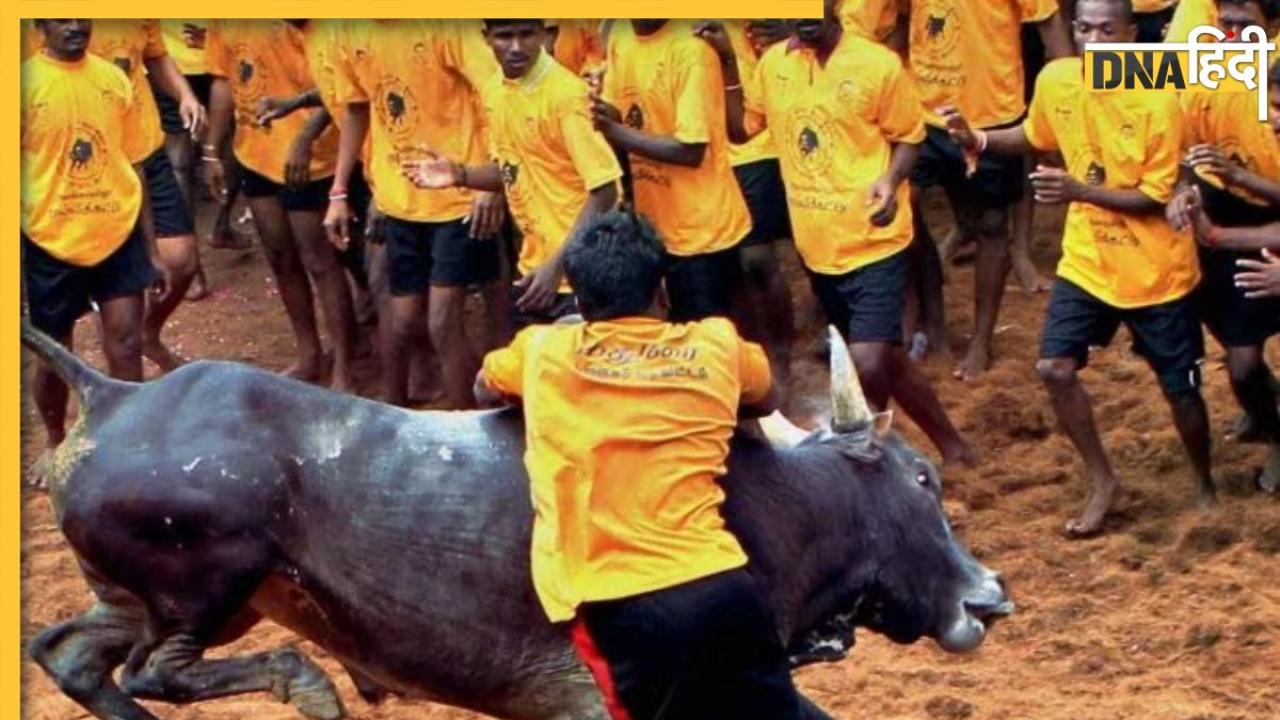 जलीकट्टू वाले बैल को जिंदा मुर्गा खिलाने का आरोप, यूट्यूबर के खिलाफ दर्ज हुई एफआईआर