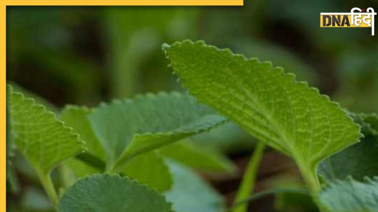 Ajwain Leaves Benefits: अजवाइन की पत्तियां में छिपा है इन 5 बीमारियों का पक्का इलाज, जानें इस्तेमाल का तरीका