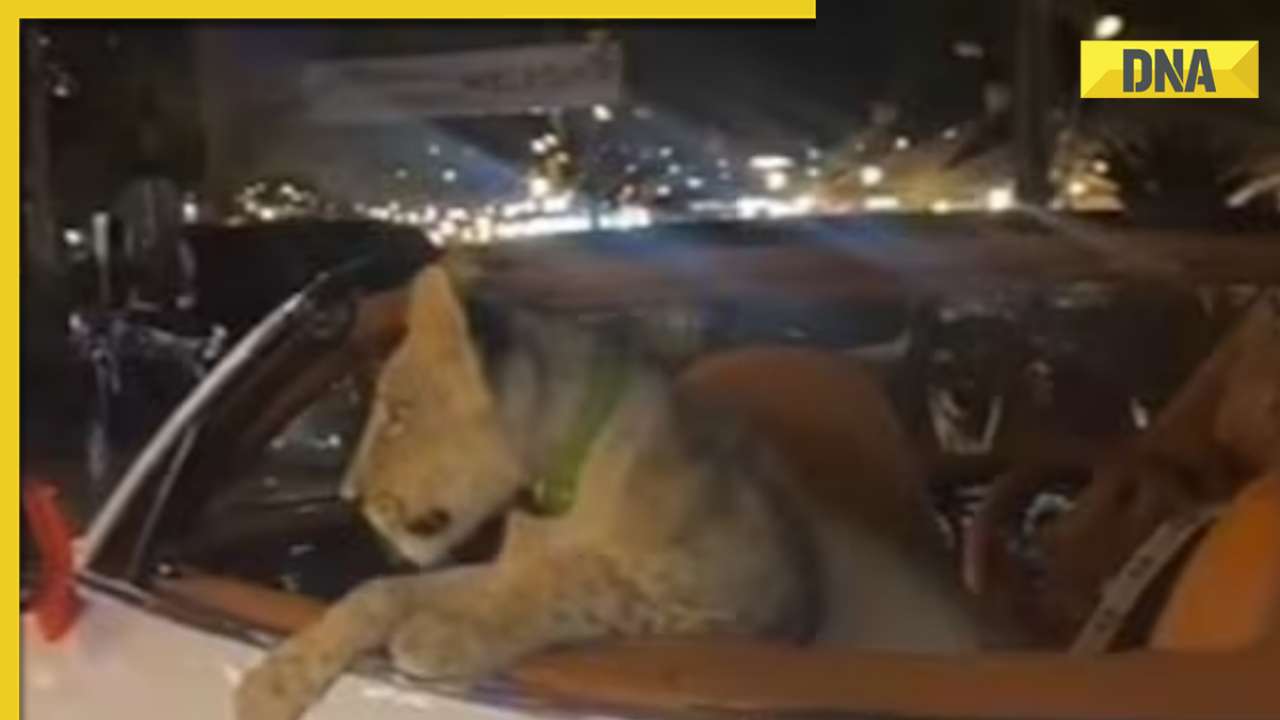 Man drives Bentley with lion cub in backseat, viral video shocks internet