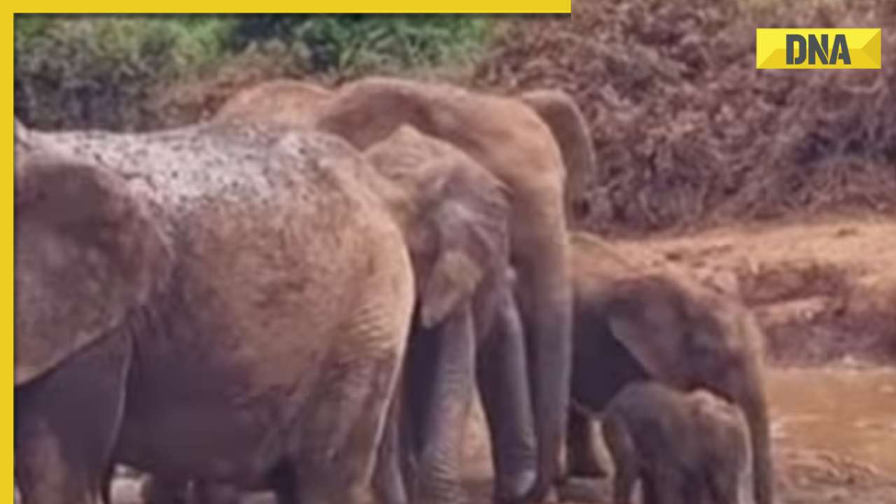 Elephant herd unites to save calf that fell inside muddy pool, viral video will melt your heart