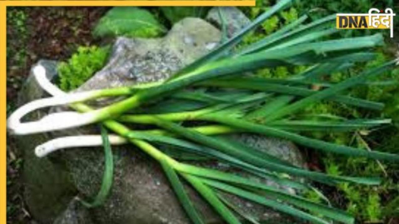 Garlic Leaves Benefits: हाई कोलेस्ट्रॉल और हाई ब्लड प्रेशर में लहसुन की हरी पत्तियां करेंगी कमाल, ऐसे खाएंगे तो मिलेगा जबरदस्त फायदा