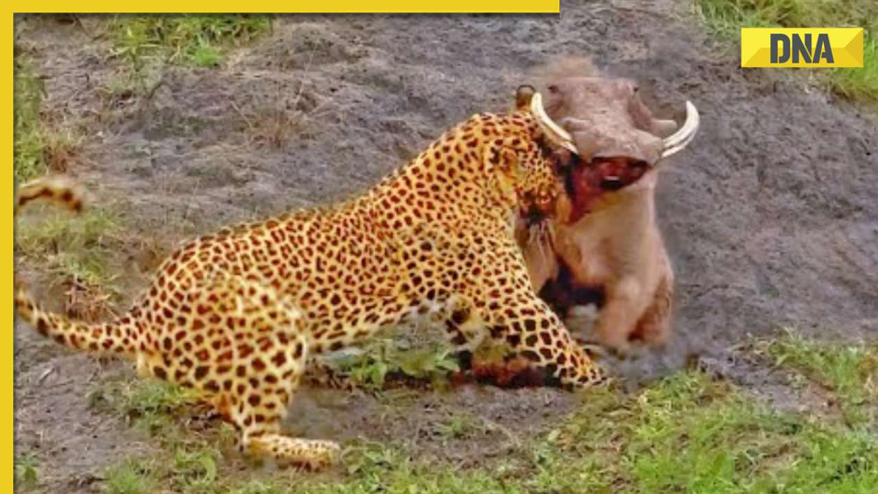 Warthog triumphs over leopard in intense jungle showdown, video is viral