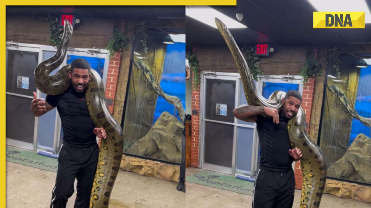 Viral video: Man carries world's 'heaviest' snake on his shoulder, internet is stunned