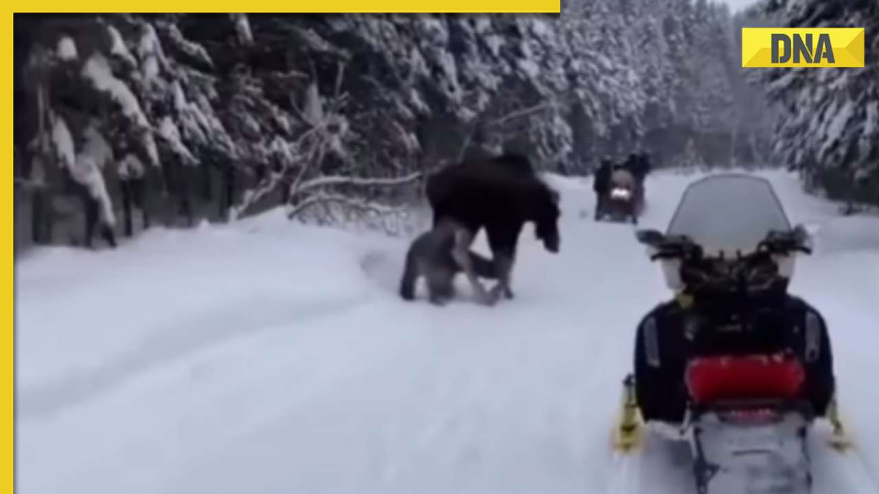 Viral video: Man attempts to pet wild moose, ends up with broken leg