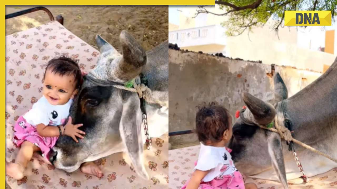Viral video: This cute interaction between cow and toddler is melting hearts on internet, watch