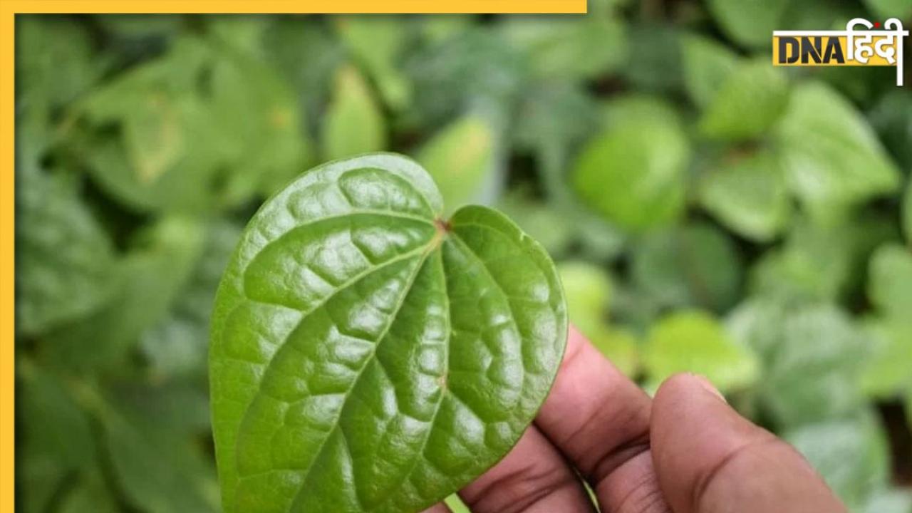 Health Benefits Of Betel Leaf: शरीर में जमा यूरिक एसिड छानकर बाहर कर देंगे पान के पत्ते, मिलेंगे कई और भी फायदे