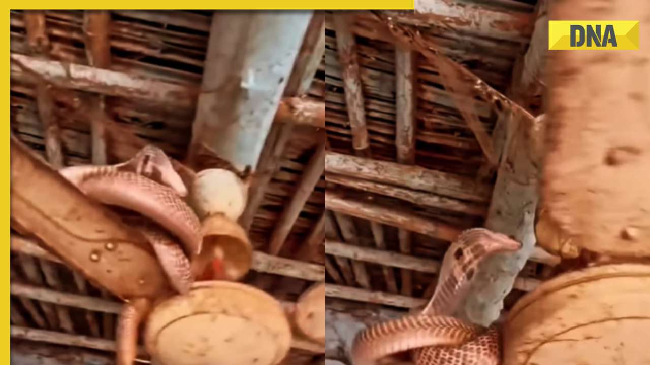  Viral video: King cobra coiled on ceiling fan sends shivers online, watch