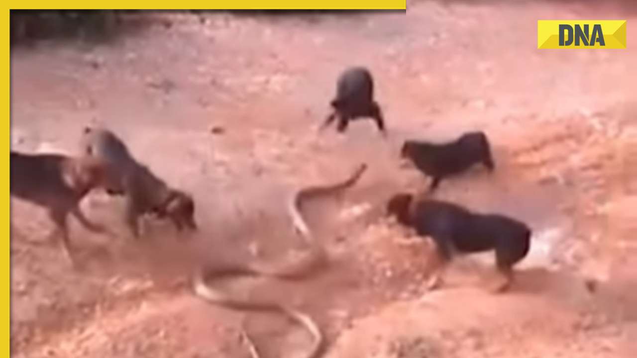 King cobra faces off against pack of dogs in viral video, watch who wins