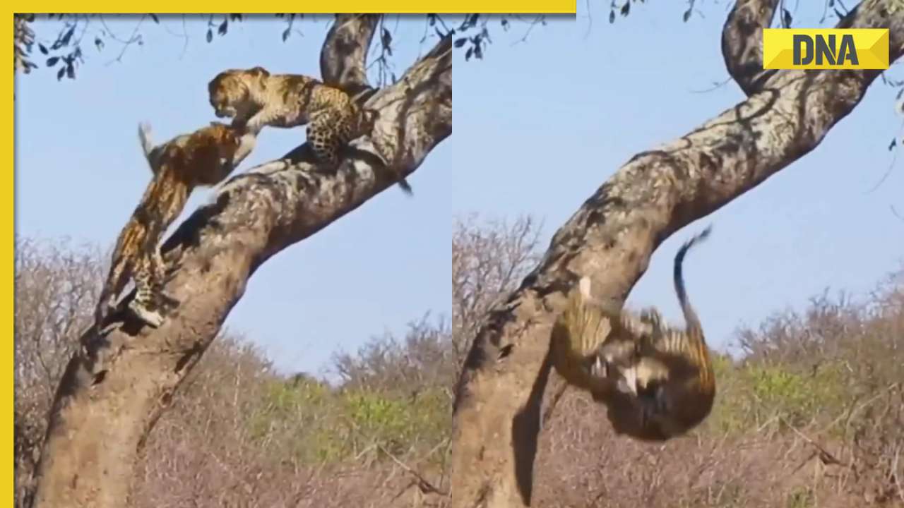 Viral video: Leopards' deadly battle on tree leaves internet petrified, watch