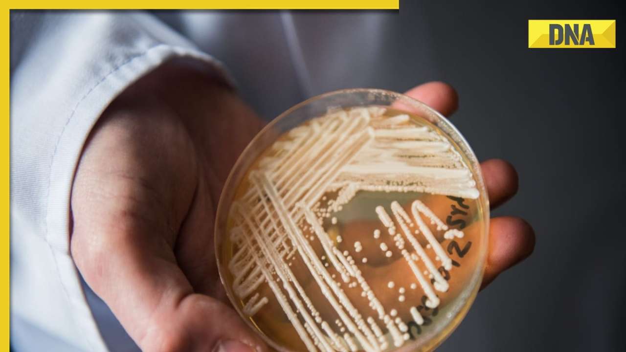 DNA Explainer: Know why deadly fungal infection Candida auris is scaring people in US?