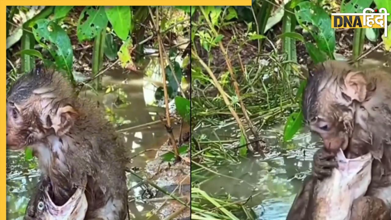 Viral Video: मछली ने की बंदर के शिकार की कोशिश, वीडियो में देखें फिर क्या हुआ