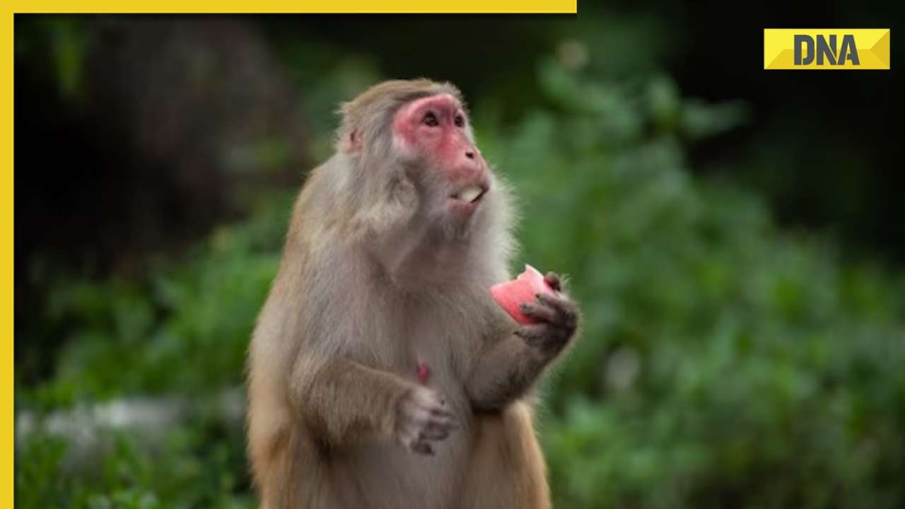 Monkey fever kills 2 in Karnataka: Know causes, symptoms and preventive tips 