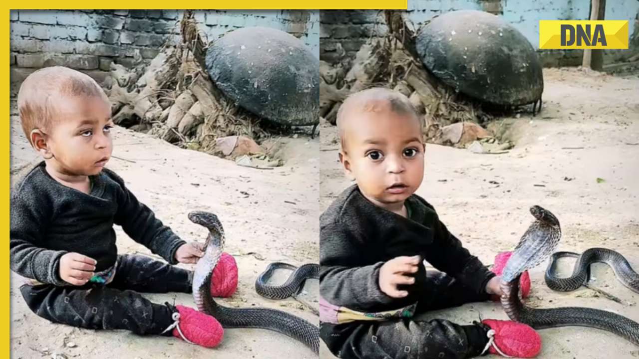 Toddler plays with massive king cobra, viral video shocks internet