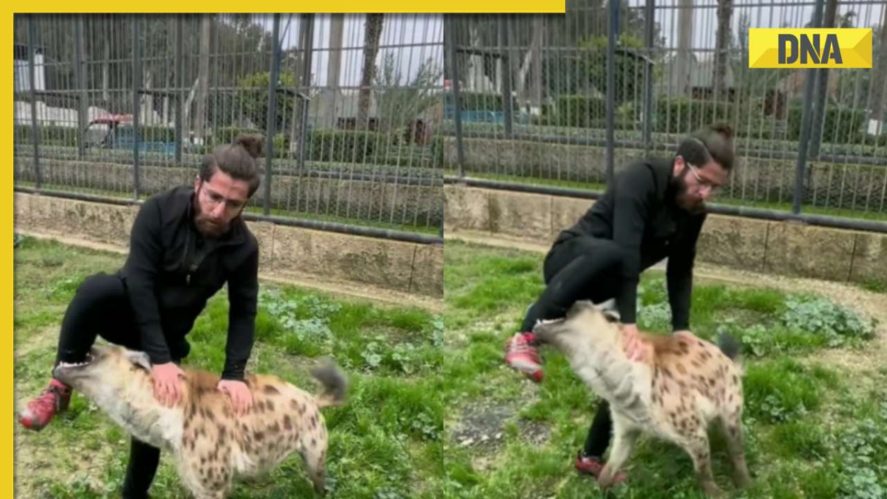 Viral video: Man's attempt to approach hyena goes awry as animal clamps down on his legs