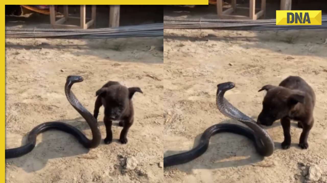 Unlikely friendship: Viral video captures adorable interaction between puppy and king cobra