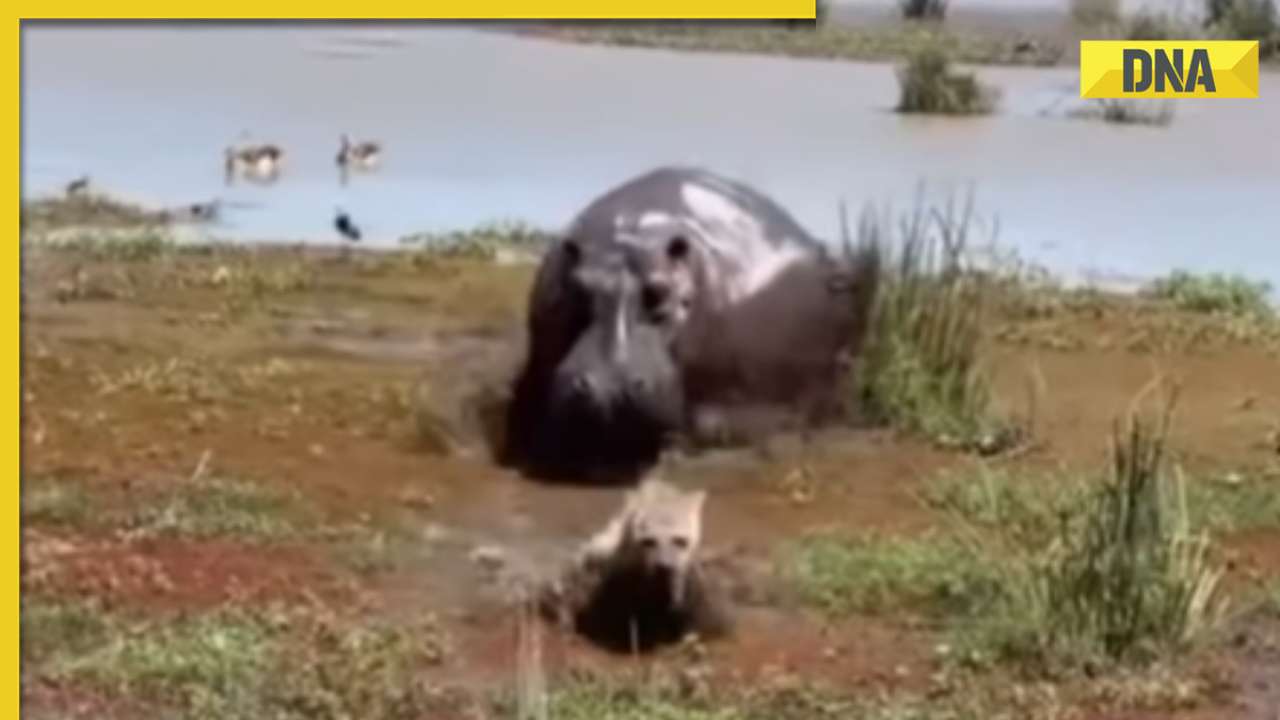 Hyena mistakenly provokes hippo in viral video, what happens next will shock you