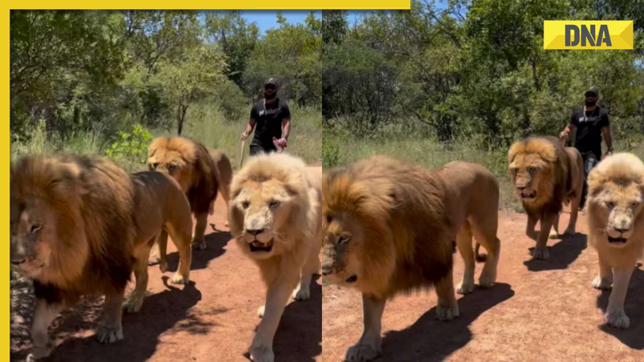Brave or foolhardy? Viral video shows man casually walking with three massive lions