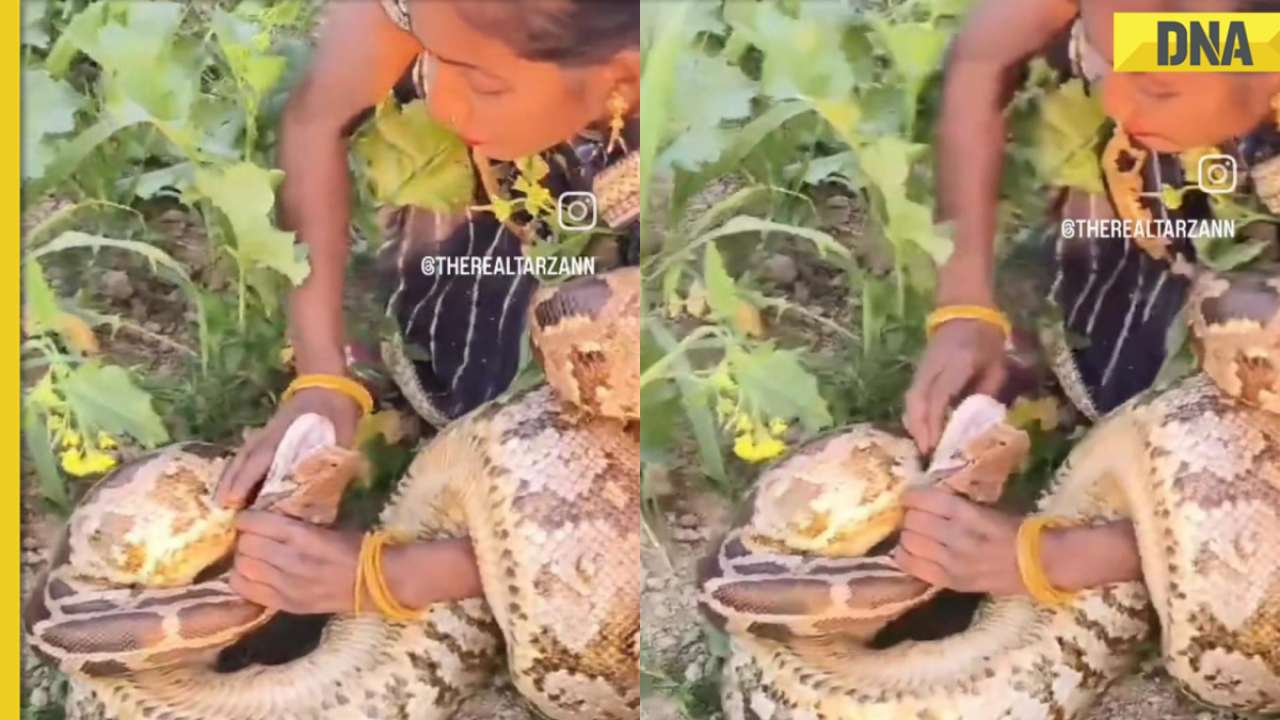 Saree-clad woman captures massive python bare-handed, video goes viral