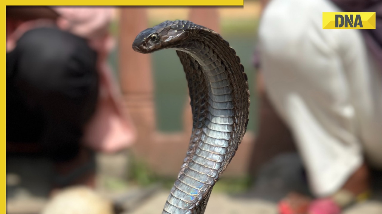 Man finds 5 King Cobras in his bedroom while demolishing house, what happened next will leave you shocked