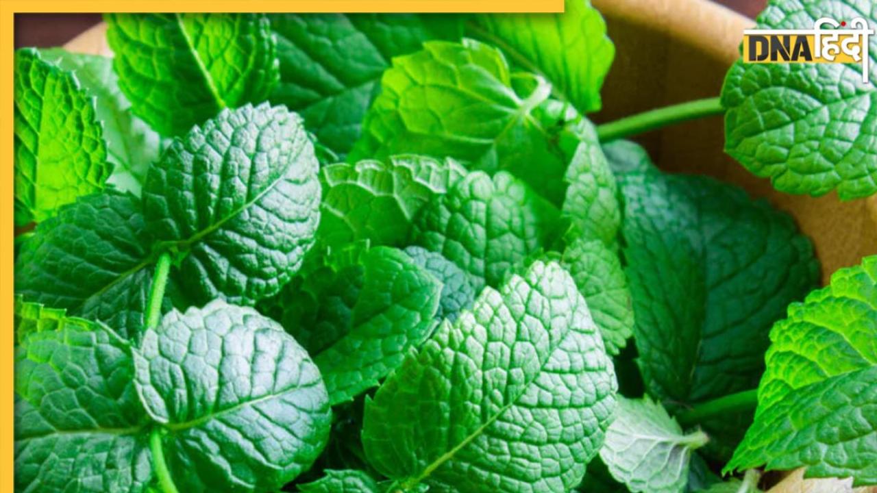 Mint Leaves Benefits: पेट, पाचन और सिरदर्द के लिए फायदेमंद हैं पुदीने की पत्तियां, मिलते हैं कई सारे लाभ