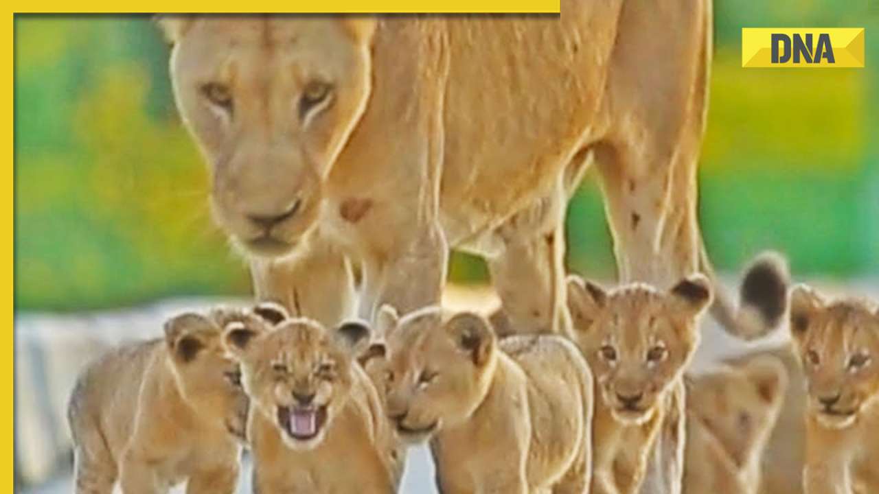 Viral video: Tiny lion cubs lead mommy across bridge, internet calls it 'too cute'