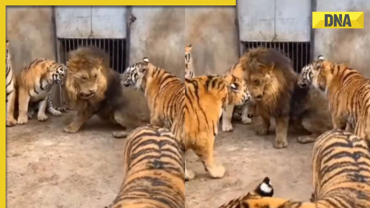 Lion engages in battle with 5 tigers in viral video, watch who emerges victorious