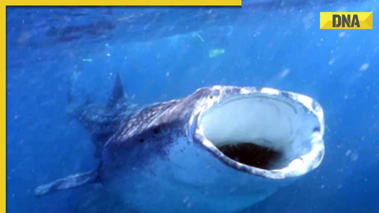 Massive whale shark with thousands of teeth spotted in Australia