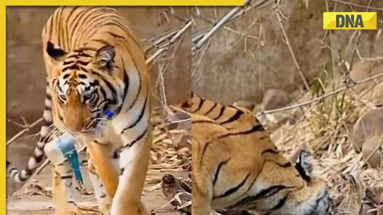Viral video of tiger picking up plastic bottle from waterhole angers internet, watch