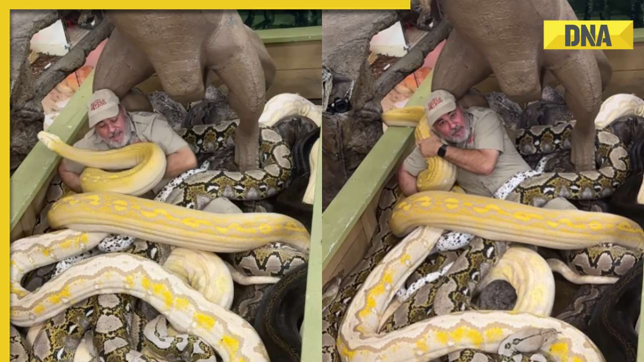 Viral video: Zookeeper dares to sit amongst boxful of massive pythons, internet is shocked
