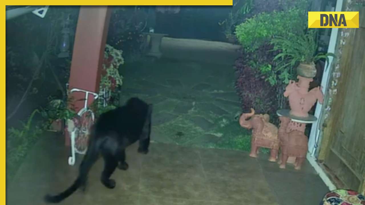 Black panther sneaks into house, wanders around; scary video goes viral